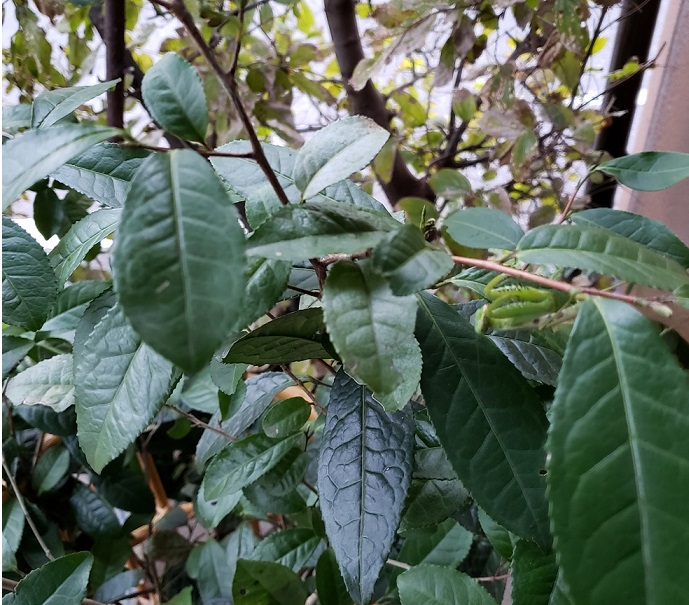 カマキリ　茶の木
